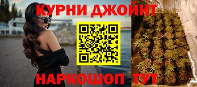 сатива Кингисепп